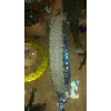 求購(gòu)輪胎300--18